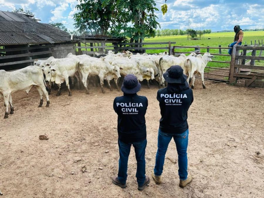 Polícia Civil recupera gado furtado e evita prejuízo de mais R$ 120 mil a pecuarista