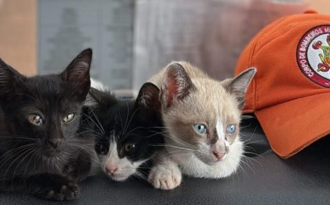 Corpo de Bombeiros combate incêndio em vegetação e resgata filhotes de gato