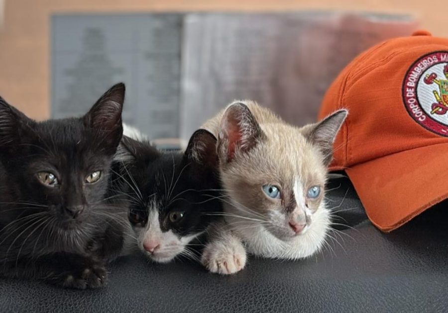 Corpo de Bombeiros combate incêndio em vegetação e resgata filhotes de gato