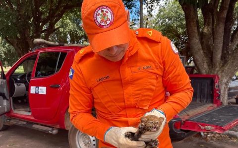 Corpo de Bombeiros Militar resgata tamanduá-bandeira e filhote de gato-mourisco