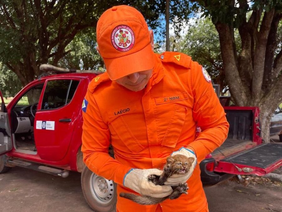 Corpo de Bombeiros Militar resgata tamanduá-bandeira e filhote de gato-mourisco