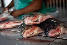 Prazo para vendedores participarem da Feira Peixe Santo termina terça-feira (17)