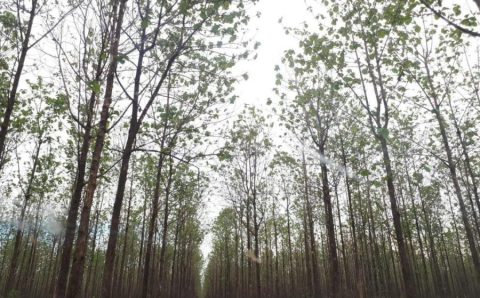 Plano de Desenvolvimento Florestal avança após reunião do grupo de trabalho em Mato Grosso