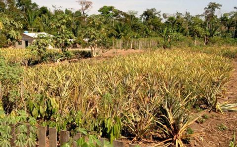 Sema promove reuniões para orientar pequenos produtores sobre regularização ambiental nos assentamentos