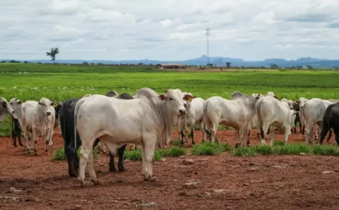 MT:  Produção da pecuária de Mato Grosso deve movimentar R$ 42,1 bilhões em 2026