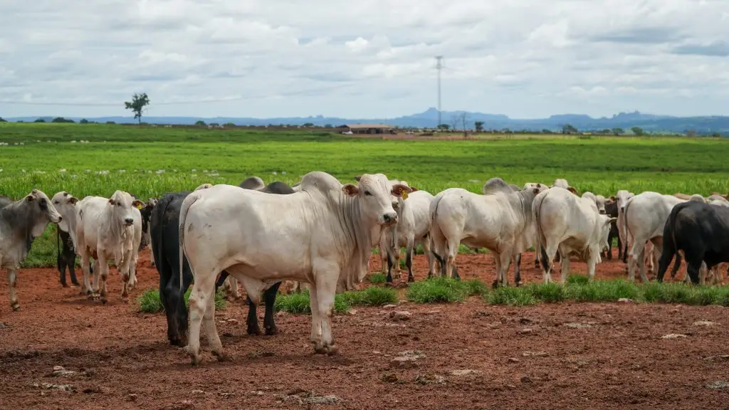 MT:  Produção da pecuária de Mato Grosso deve movimentar R$ 42,1 bilhões em 2026