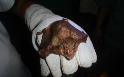 Indea atua na contenção de raiva bovina em Campo Verde e Alta Floresta