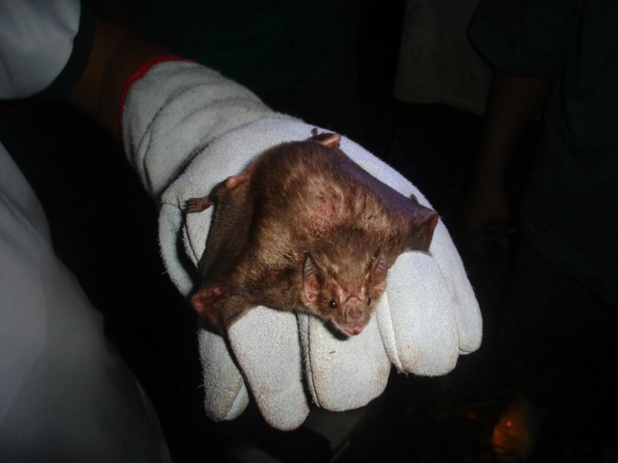 Indea atua na contenção de raiva bovina em Campo Verde e Alta Floresta