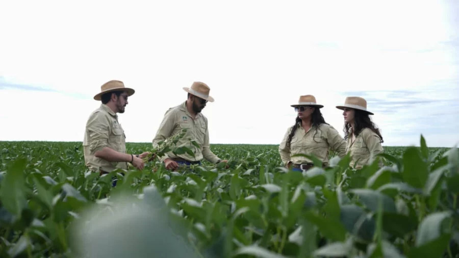 Safra de soja em MT supera desafios climáticos e chega a 51,56 milhões t