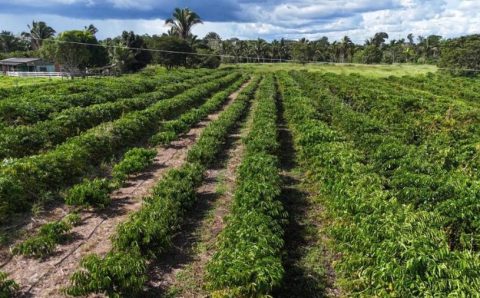 Tecnologia da Empaer chega ao campo e renova a esperança de produtores em Cotriguaçu