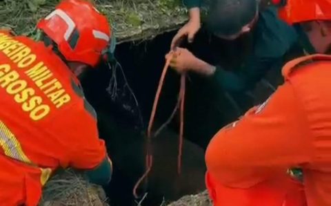 Corpo de Bombeiros resgata cavalo que caiu em fossa de três metros de profundidade
