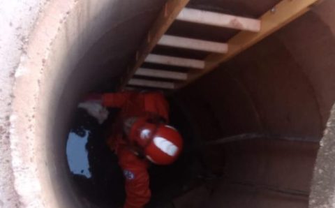 Corpo de Bombeiros atua em ocorrências com animais silvestres e domésticos nesta segunda-feira (27)