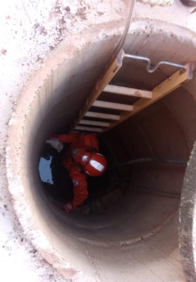 Corpo de Bombeiros atua em ocorrências com animais silvestres e domésticos nesta segunda-feira (27)