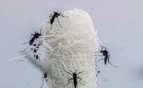 Opas diz que mudanças climáticas impulsionaram dengue nas Américas