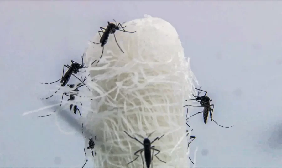 Opas diz que mudanças climáticas impulsionaram dengue nas Américas