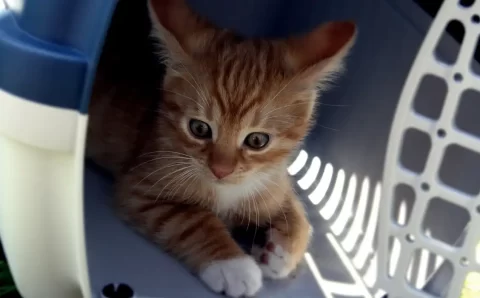 Conheça as novas regras para guarda compartilhada de pets