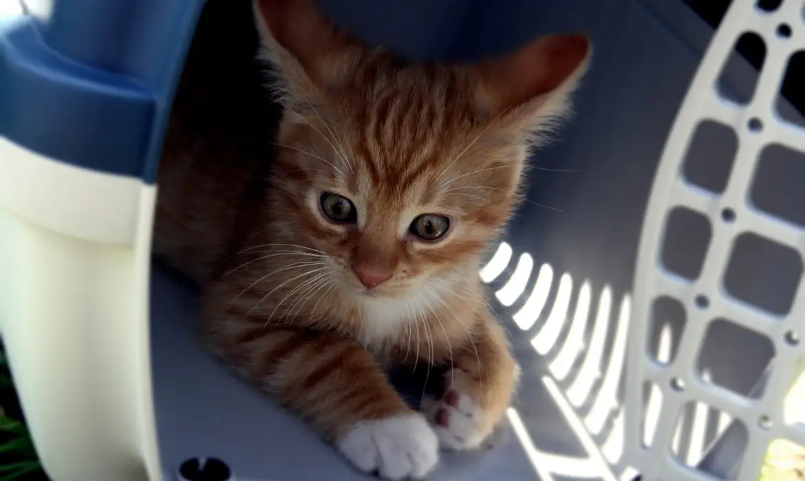 Conheça as novas regras para guarda compartilhada de pets