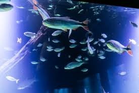 Mercado do Porto, Aquário, Museu do Rio e Parque das Águas são opções no feriado