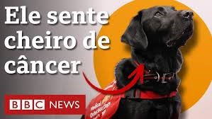 ‘Super-faro’: os cachorros treinados para ‘diagnosticar’ câncer e outras doenças