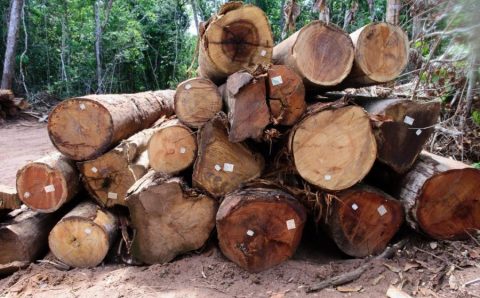 Período proibitivo de exploração florestal sustentável terminou nesta quarta-feira