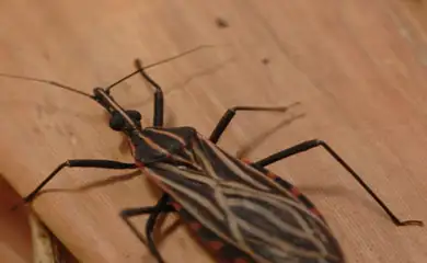 Saúde anuncia R$ 12 milhões para enfrentamento da doença de Chagas