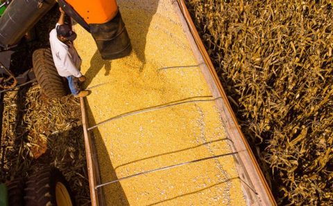 Mato Grosso lidera produção agropecuária do país com projeção de R$ 206 bilhões em 2026