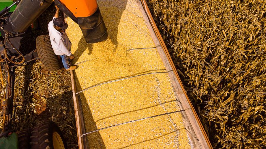 Mato Grosso lidera produção agropecuária do país com projeção de R$ 206 bilhões em 2026