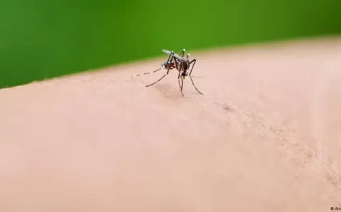Por que mosquitos são mais perigosos que leões