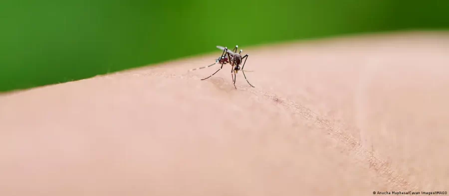 Por que mosquitos são mais perigosos que leões