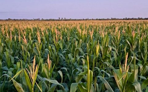 Clima preocupa produtores, mas segunda safra de milho mantém bom desenvolvimento no país