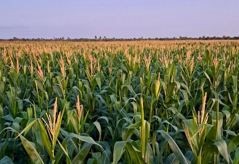 Clima preocupa produtores, mas segunda safra de milho mantém bom desenvolvimento no país