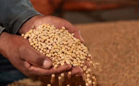 MT:  Agronegócio de Mato Grosso mais que dobra número de trabalhadores em duas décadas e atinge 449 mil empregos em 2026
