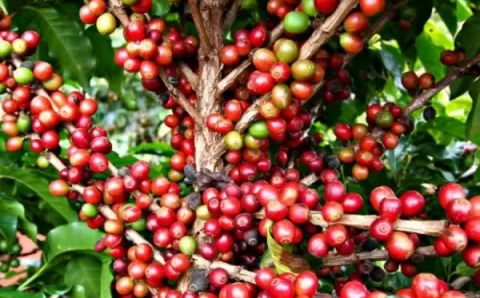 Produção de café do Brasil deve bater recorde histórico em 2026, projeta Conab