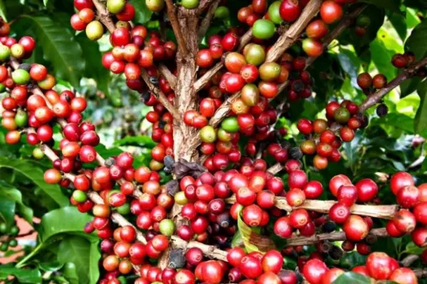 Produção de café do Brasil deve bater recorde histórico em 2026, projeta Conab