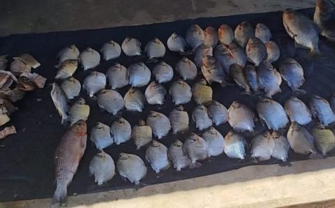 Ações da Sema contra pesca ilegal apreendem mais de 60 kg de pescado