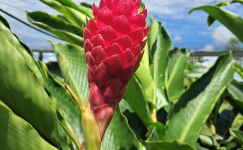 Projeto da Unemat incentiva floricultura como alternativa de renda para agricultura familiar