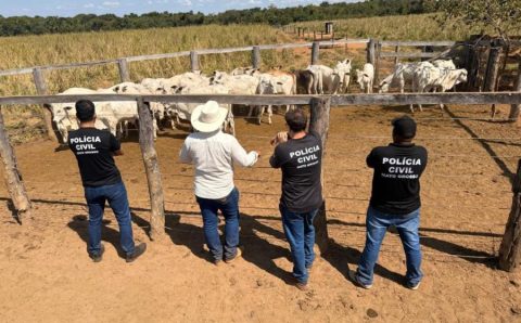 Polícia Civil recupera 33 cabeças de gado furtadas de propriedade rural em Cocalinho