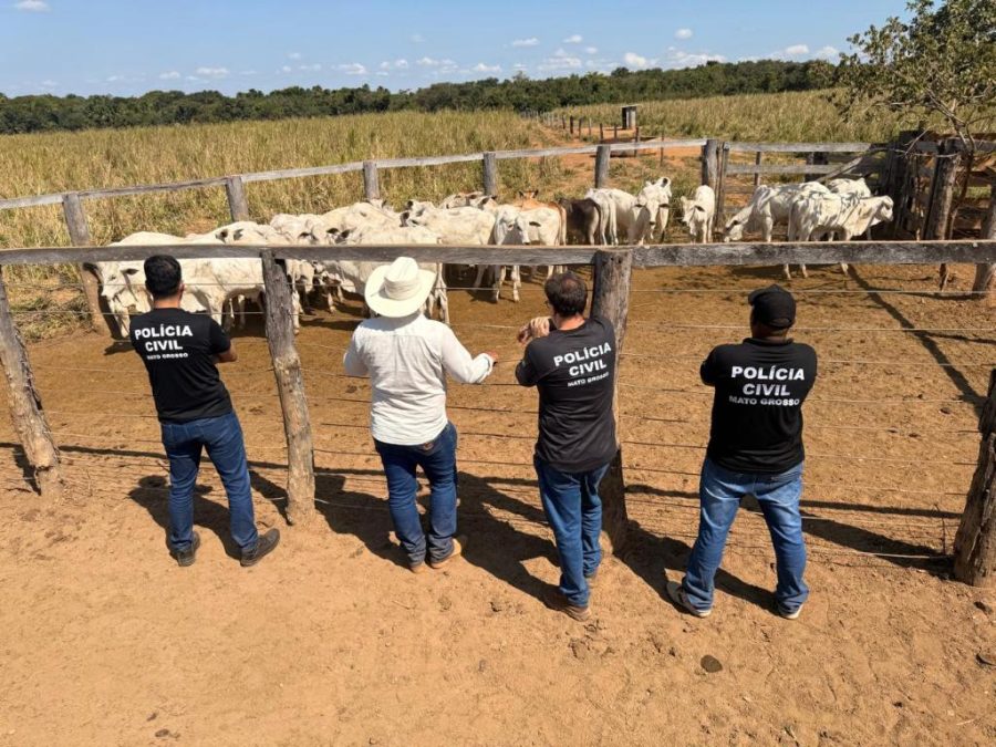 Polícia Civil recupera 33 cabeças de gado furtadas de propriedade rural em Cocalinho