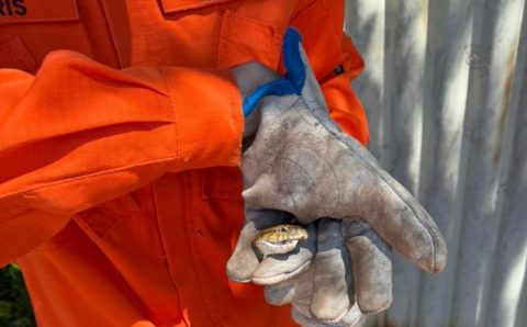 Corpo de Bombeiros captura cobra jararaca em residência em Confresa