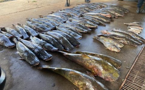 Polícia Militar apreende 465 quilos de pescado ilegal e prende homem em Várzea Grande