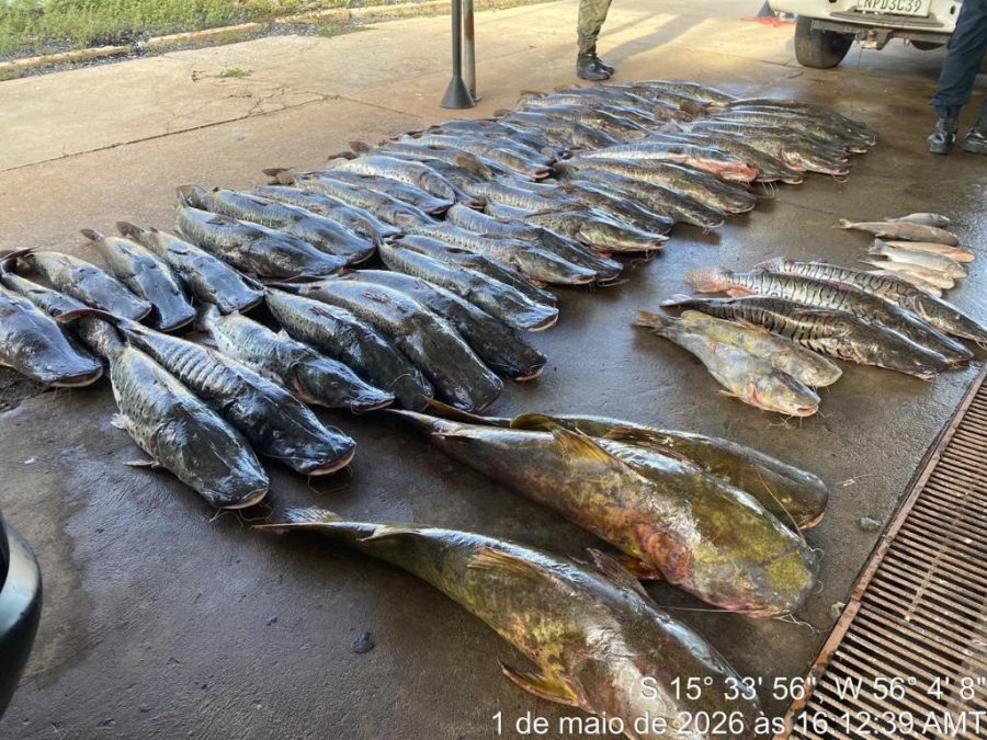 Polícia Militar apreende 465 quilos de pescado ilegal e prende homem em Várzea Grande