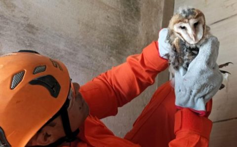 Corpo de Bombeiros resgata filhote de coruja e saruê em áreas urbanas do interior de MT