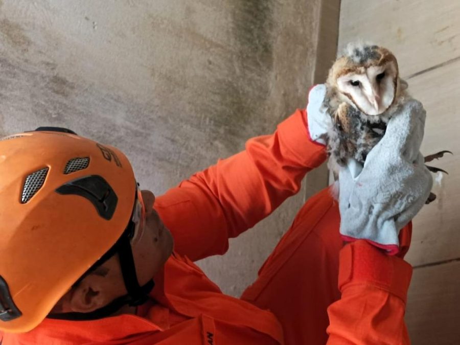 Corpo de Bombeiros resgata filhote de coruja e saruê em áreas urbanas do interior de MT