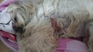 Prefeitura notifica pet shop investigado após denúncia de maus-tratos a animal em Cuiabá