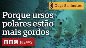 Por que alguns ursos polares estão ‘mais gordos e saudáveis’ apesar do derretimento do gelo marinho?