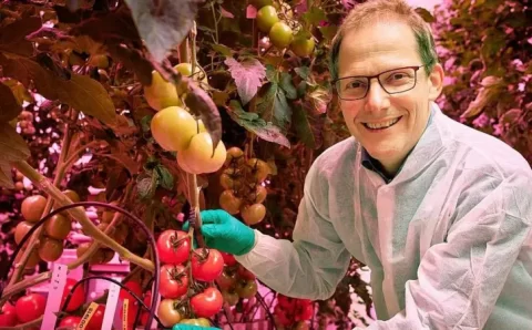 Como Holanda se tornou terceiro maior exportador de alimentos do mundo apesar do território pequeno