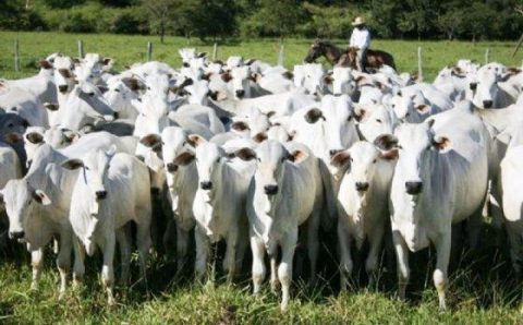 MT: DA PORTEIRA PARA DENTRO:   Produção da pecuária de MT deve movimentar R$ 42,1 bi em 2026