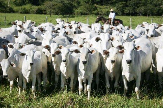 MT: DA PORTEIRA PARA DENTRO:   Produção da pecuária de MT deve movimentar R$ 42,1 bi em 2026
