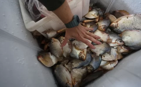 Operação conjunta com Juizado Ambiental apreende quase uma tonelada de pescado irregular em Cuiabá