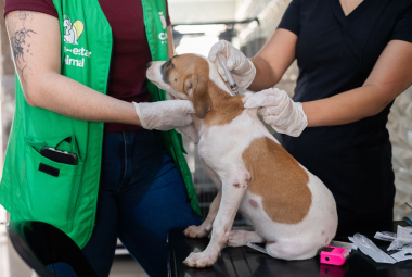 Mutirão gratuito oferece vacinação canina e feira de adoção no Canil Municipal neste sábado